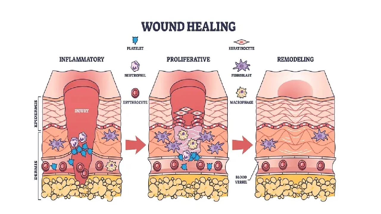 Home 26 Top Peptides in Wound Healing and Inflammation Research