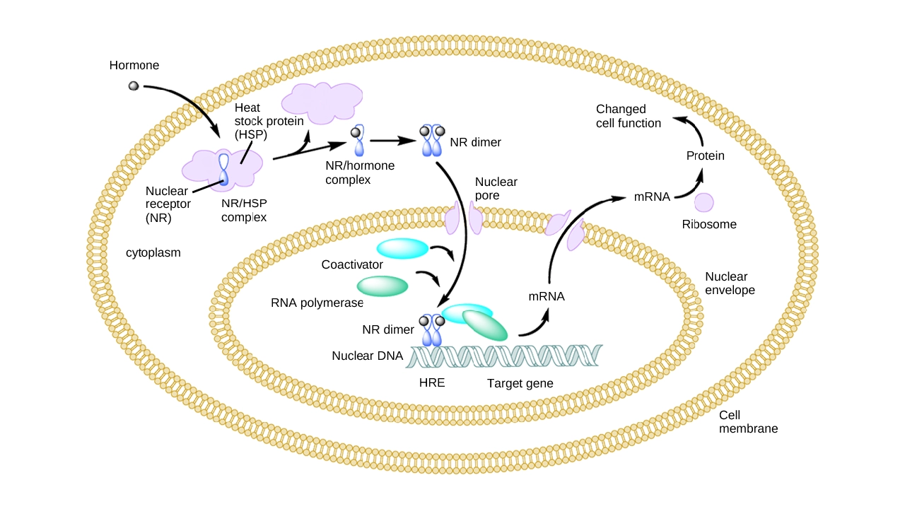 Home 28 What Is Retatrutide Mechanism Research Overview